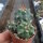 Matucana paucicostata WK 534