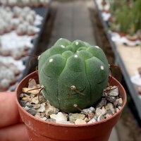 Matucana madisoniorum f. horridispinum