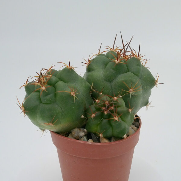 Matucana paucicostata