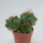 Matucana paucicostata