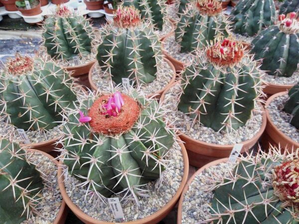Melocactus bahiensis mit Cephalium