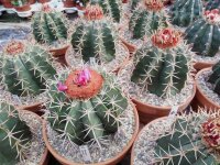 Melocactus bahiensis mit Cephalium
