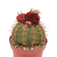 Melocactus bahiensis mit Cephalium