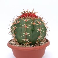 Melocactus bahiensis mit Cephalium