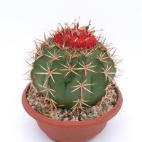 Melocactus bahiensis mit Cephalium