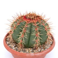 Melocactus bahiensis mit Cephalium