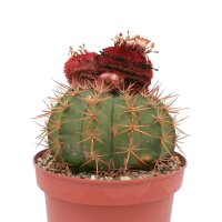 Melocactus bahiensis mit Cephalium