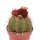 Melocactus bahiensis mit Cephalium