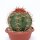 Melocactus bahiensis mit Cephalium