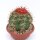 Melocactus bahiensis mit Cephalium