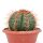 Melocactus bahiensis mit Cephalium
