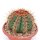 Melocactus bahiensis mit Cephalium