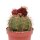 Melocactus bahiensis mit Cephalium