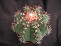 Melocactus matanzanus