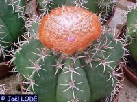 Melocactus matanzanus