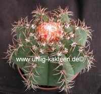 Melocactus matanzanus mit Cephalium