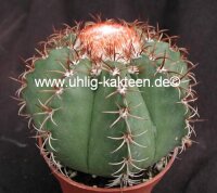 Melocactus matanzanus mit Cephalium