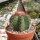Melocactus matanzanus mit Cephalium
