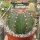 Melocactus matanzanus mit Cephalium