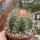 Melocactus matanzanus mit Cephalium