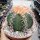 Melocactus matanzanus mit Cephalium