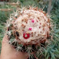 Melocactus maxonii