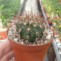 Melocactus neomontanus