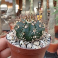 Melocactus neomontanus