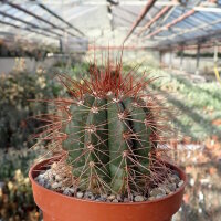 Melocactus neomontanus