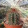 Melocactus neomontanus