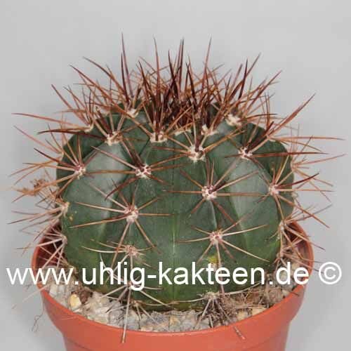 Melocactus ernestii mit Cephalium