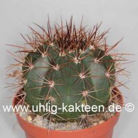 Melocactus ernestii mit Cephalium