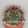 Melocactus ernestii mit Cephalium