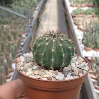 Melocactus schatzlii