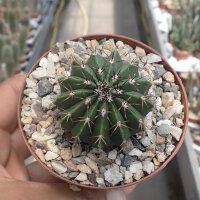 Melocactus schatzlii
