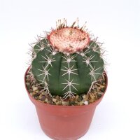 Melocactus violaceus mit Cephalium