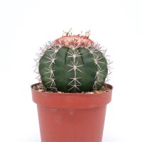 Melocactus violaceus mit Cephalium