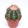 Melocactus violaceus mit Cephalium