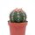 Melocactus violaceus mit Cephalium