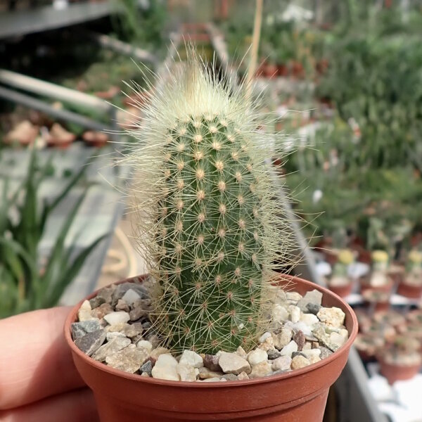 Micranthocereus streckeri