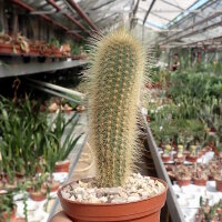 Micranthocereus streckeri