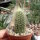 Micranthocereus streckeri