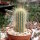Micranthocereus streckeri