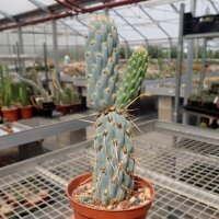 Miqueliopuntia miquelii