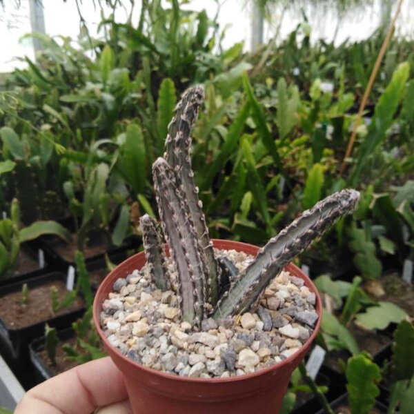 Monvillea spegazzinii