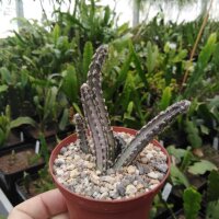 Monvillea spegazzinii