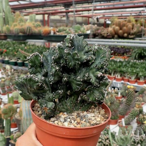 Monvillea spegazzinii f. Monstruosa cristata