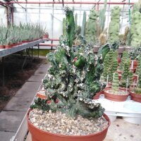 Monvillea spegazzinii f. Monstruosa cristata