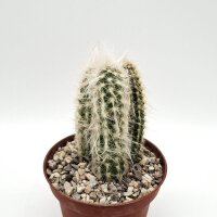 Morawetzia doelziana v. sericata
