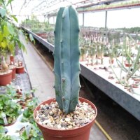 Myrtillocactus geometrizans